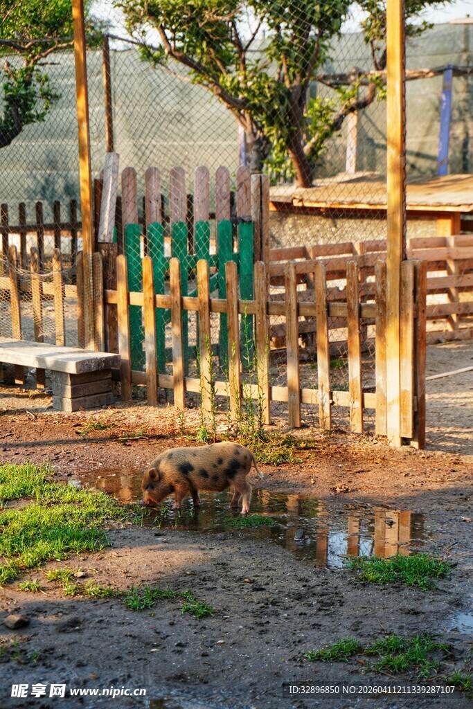 户外木围栏旁的自然景致