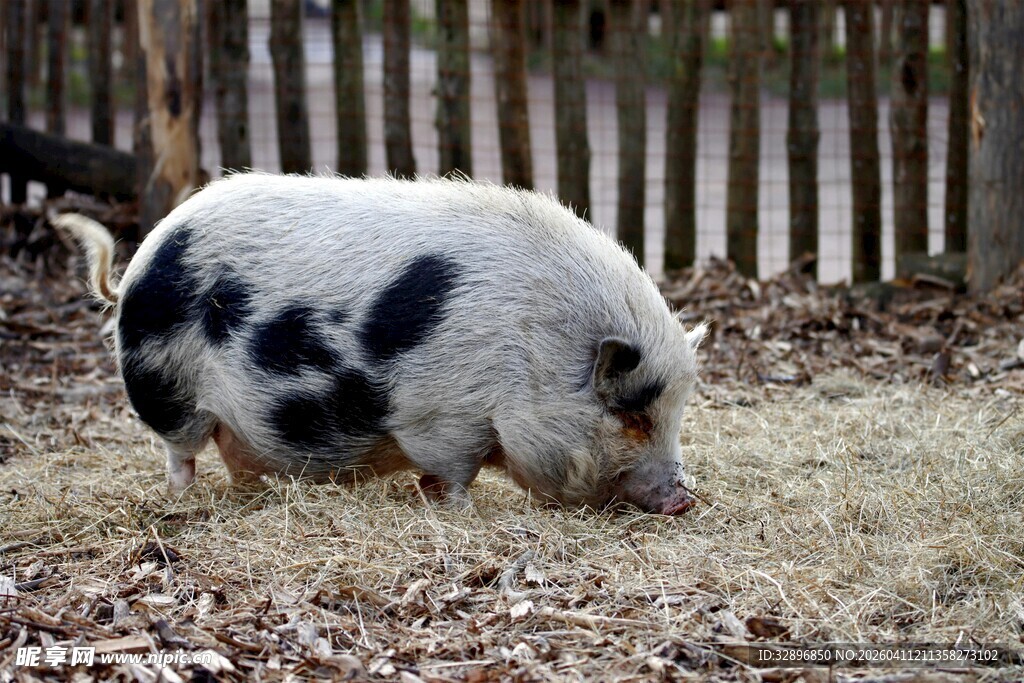 黑白花猪在草地觅食