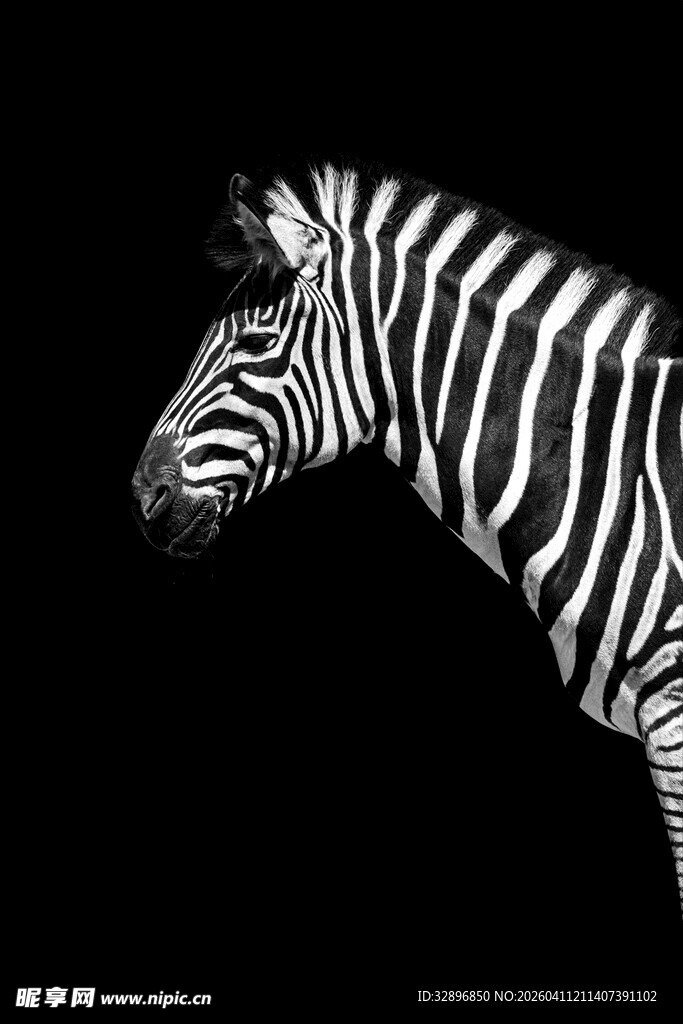 黑白条纹斑马侧面特写