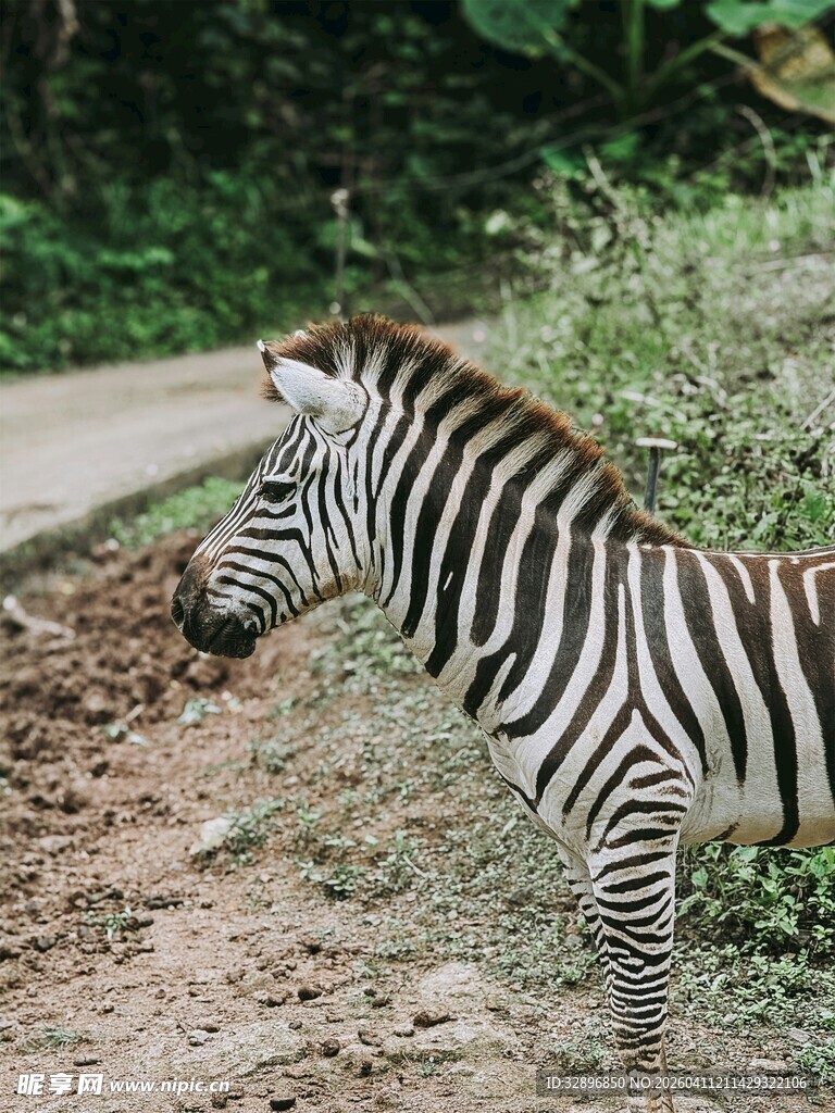斑马在户外的自然景象