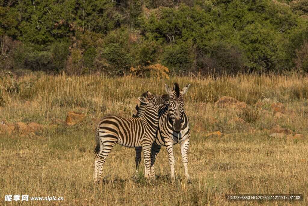 草原上亲昵互动的斑马群