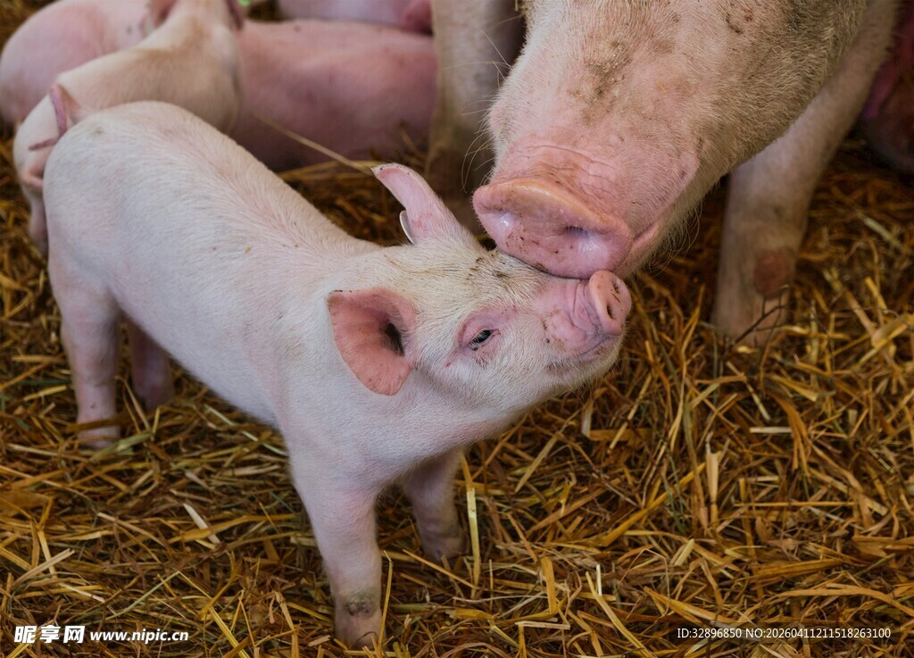 小猪依偎母猪温馨画面