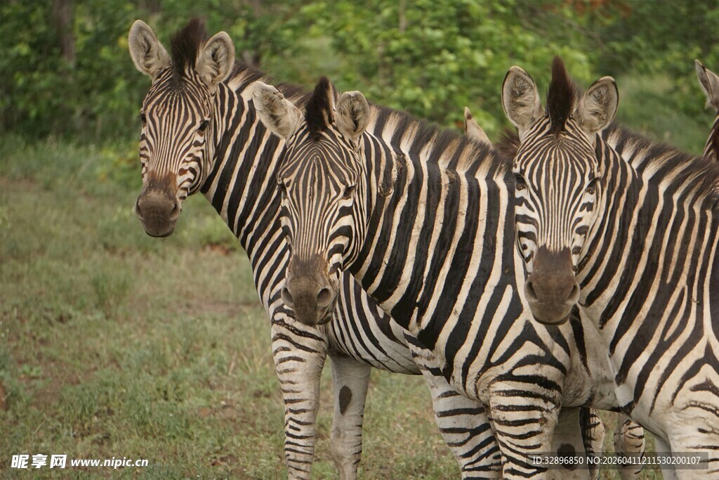 草原上的三只斑马