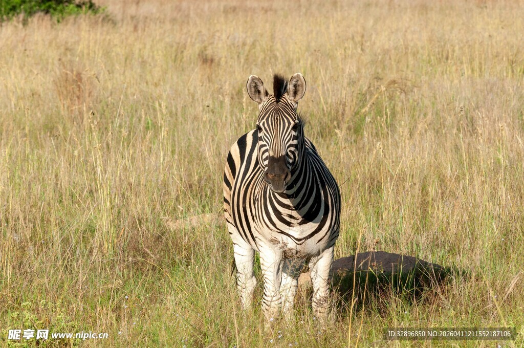 草原上独行的斑马