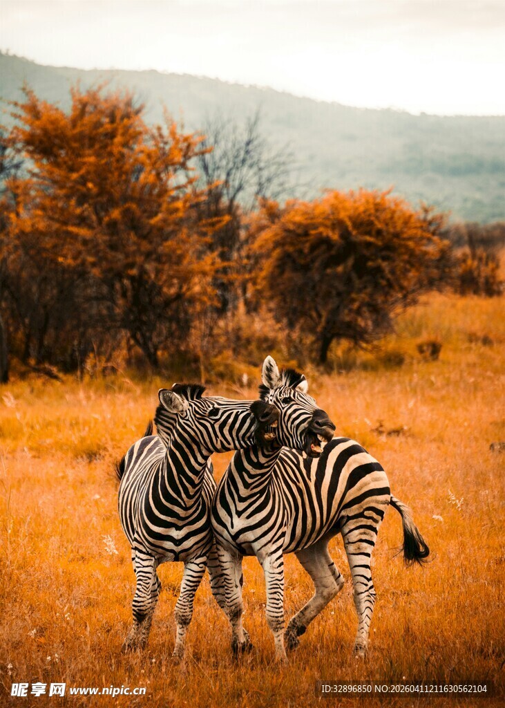 草原上互动的斑马群