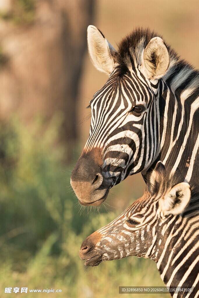 斑马母子亲昵瞬间