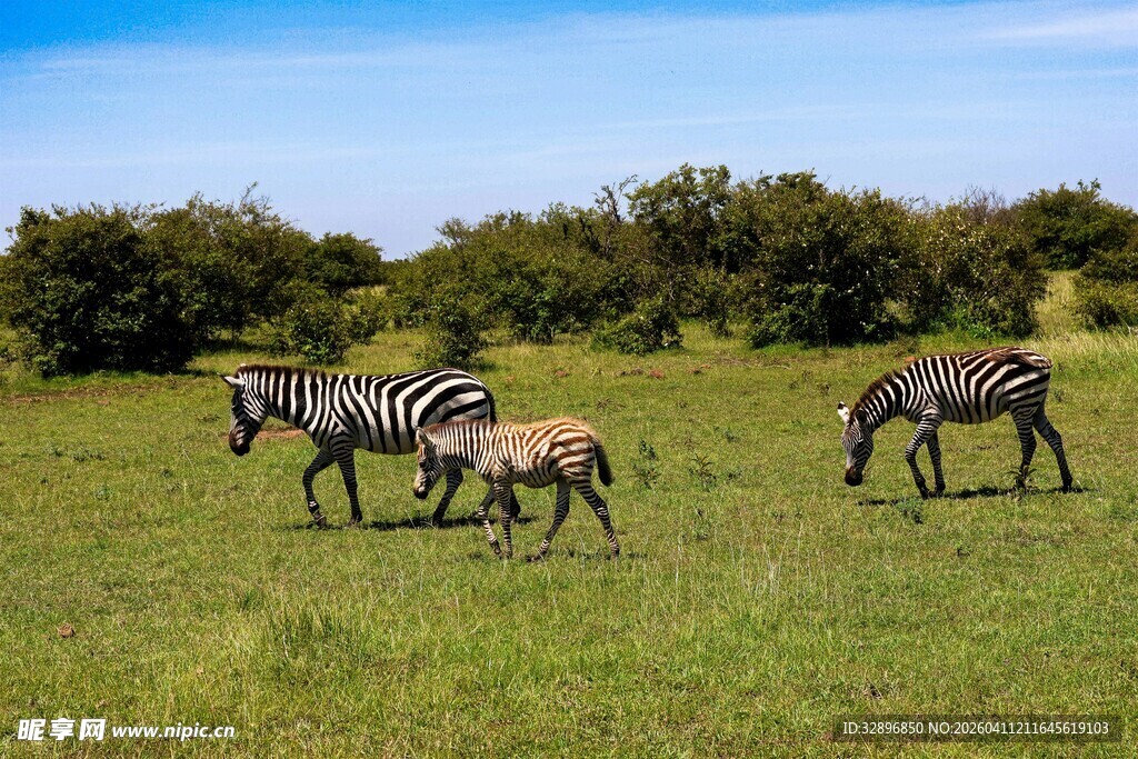 草原上的斑马家族