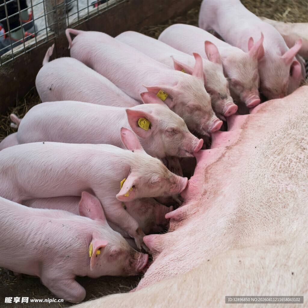 小猪依偎母猪吃奶场景