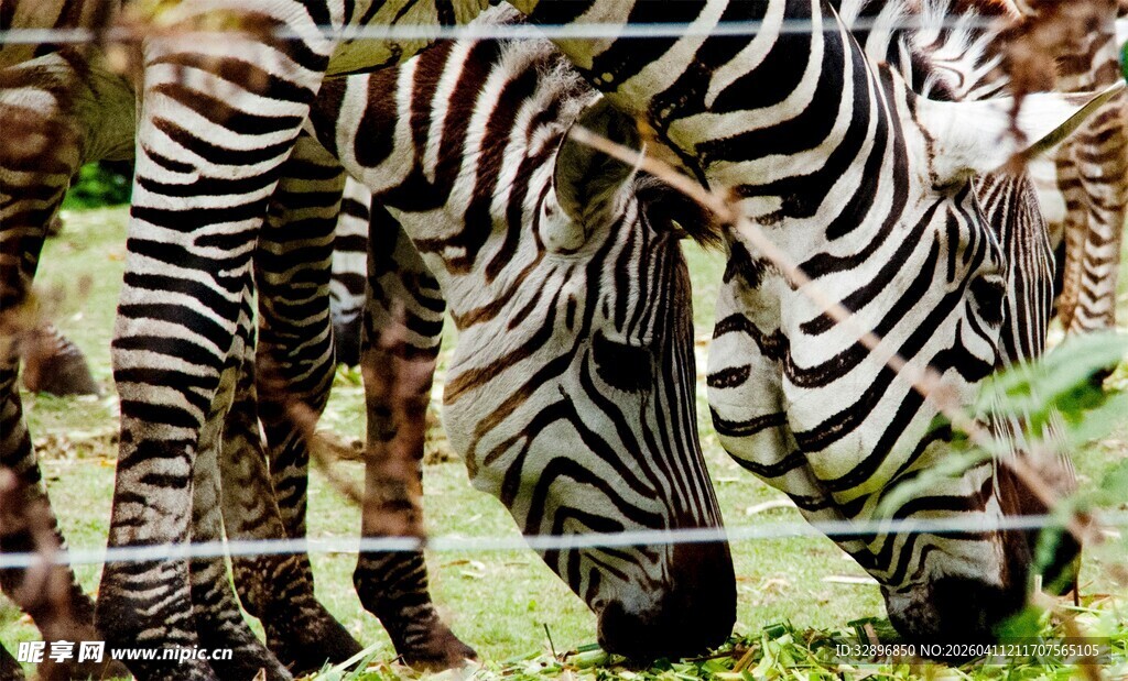 斑马低头吃草的自然场景