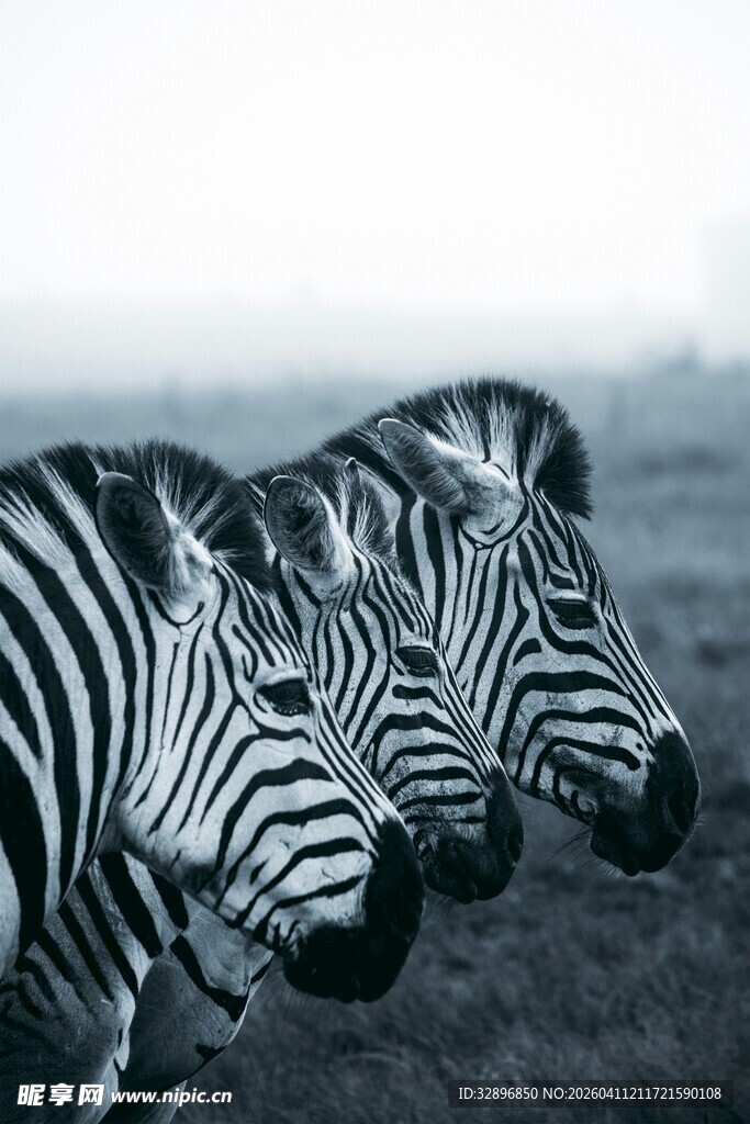 草原上的斑马群