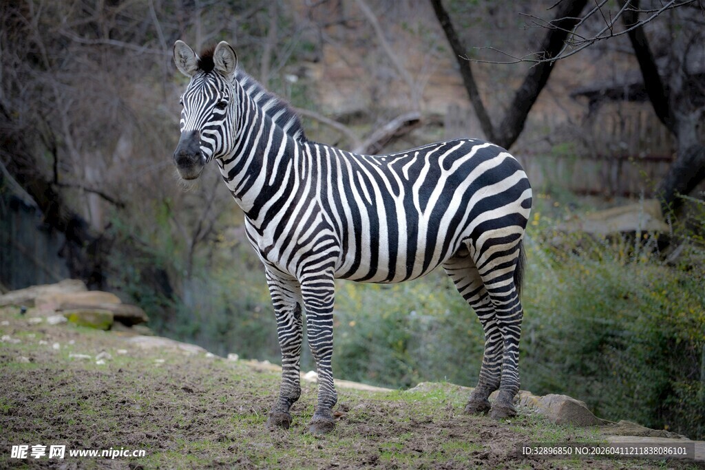站立的斑马