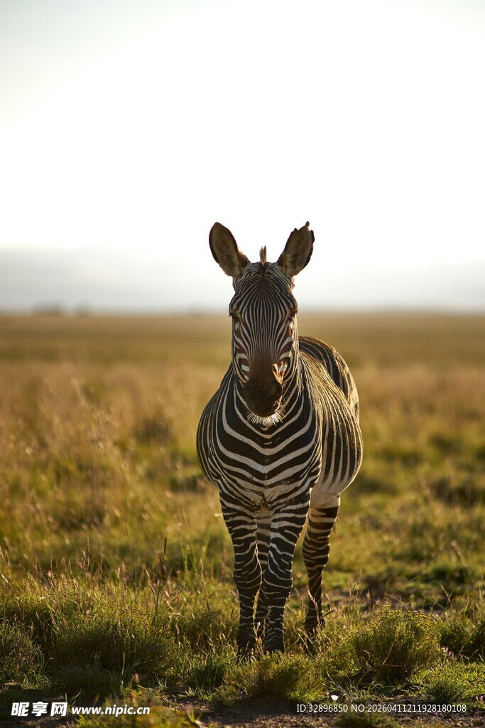 草原上独行的斑马