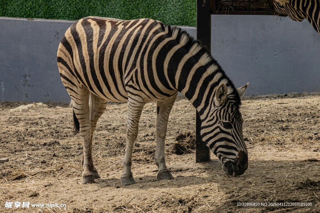 低头进食的斑马
