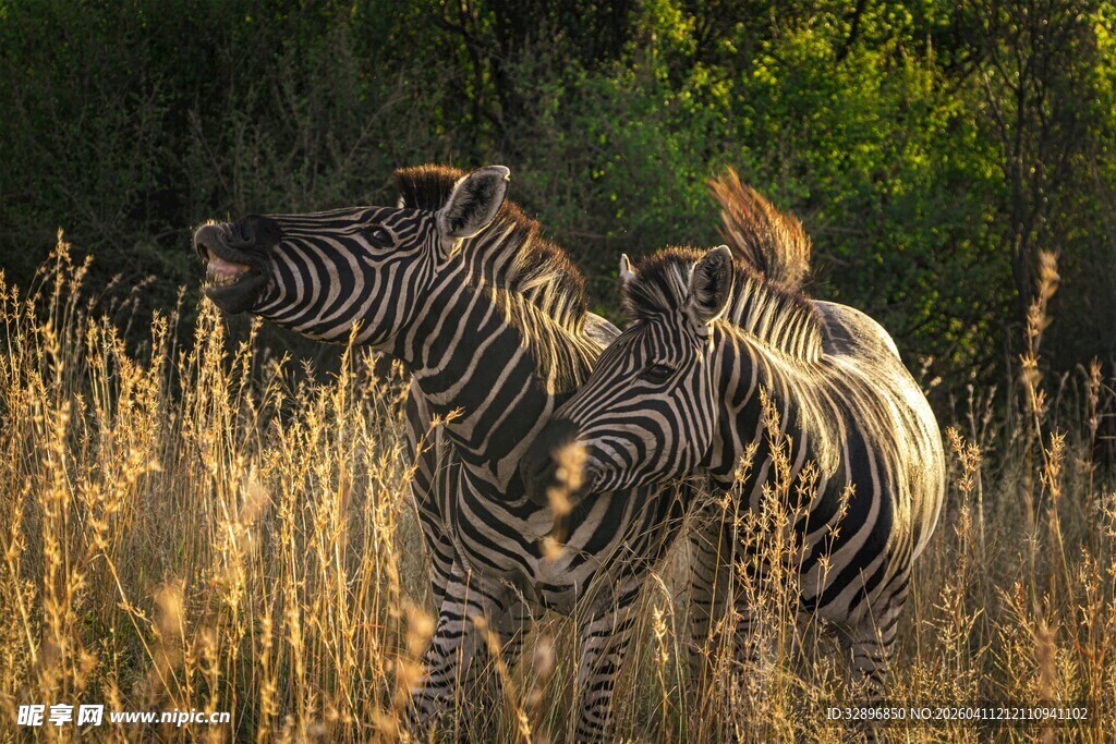 草原上的斑马与飞鸟