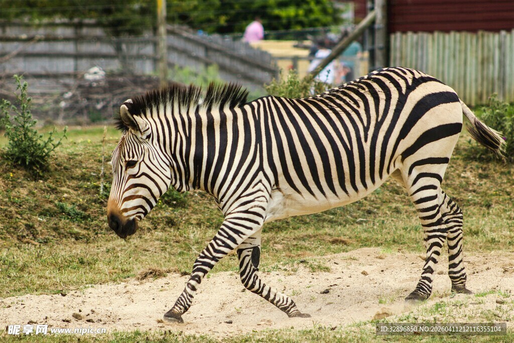 斑马在户外行走