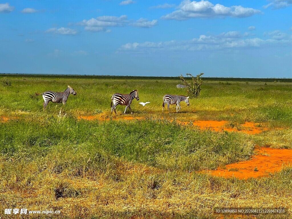 草原上的斑马群