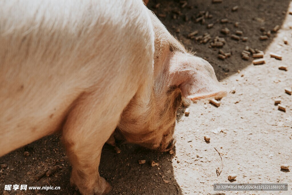 肥猪低头进食画面