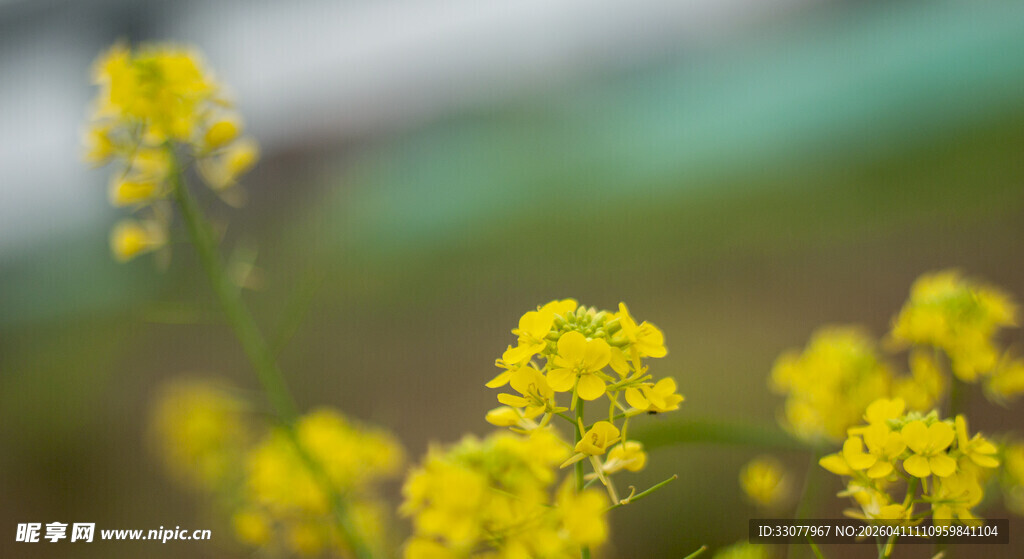 黄色小花绽放