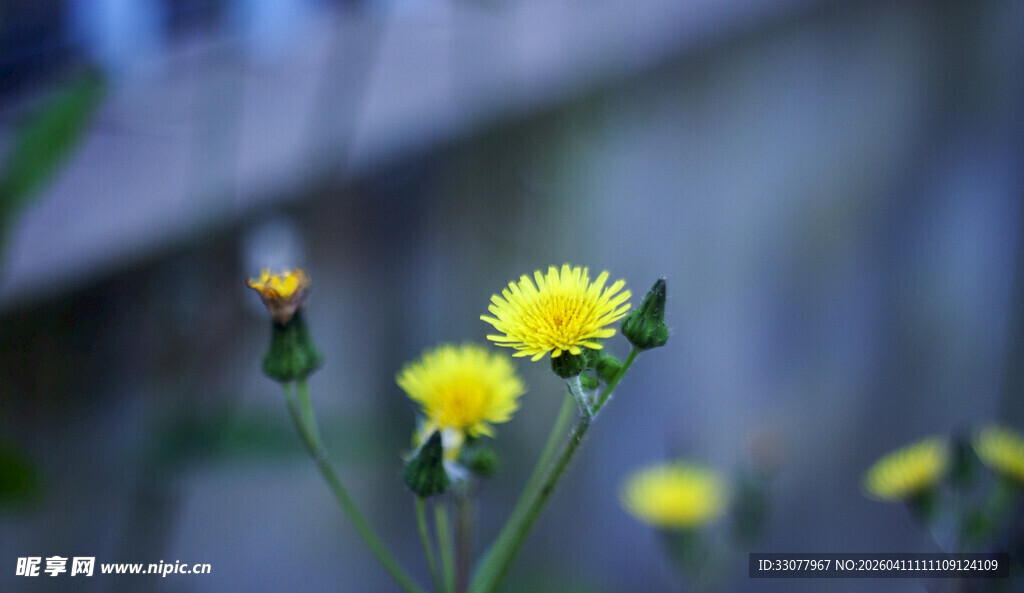 黄色蒲公英绽放瞬间