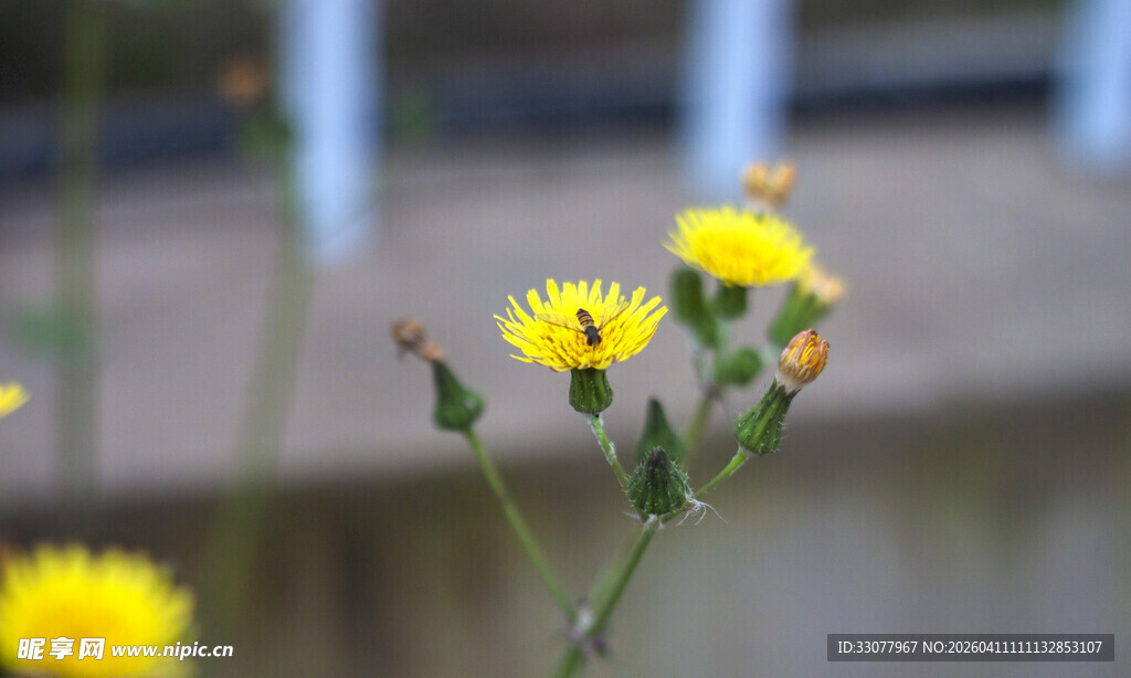黄色小花绽放生机