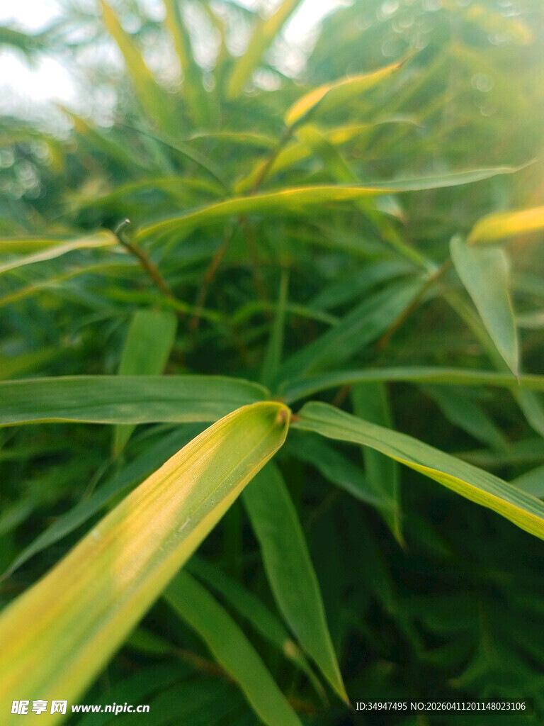 翠绿竹叶特写