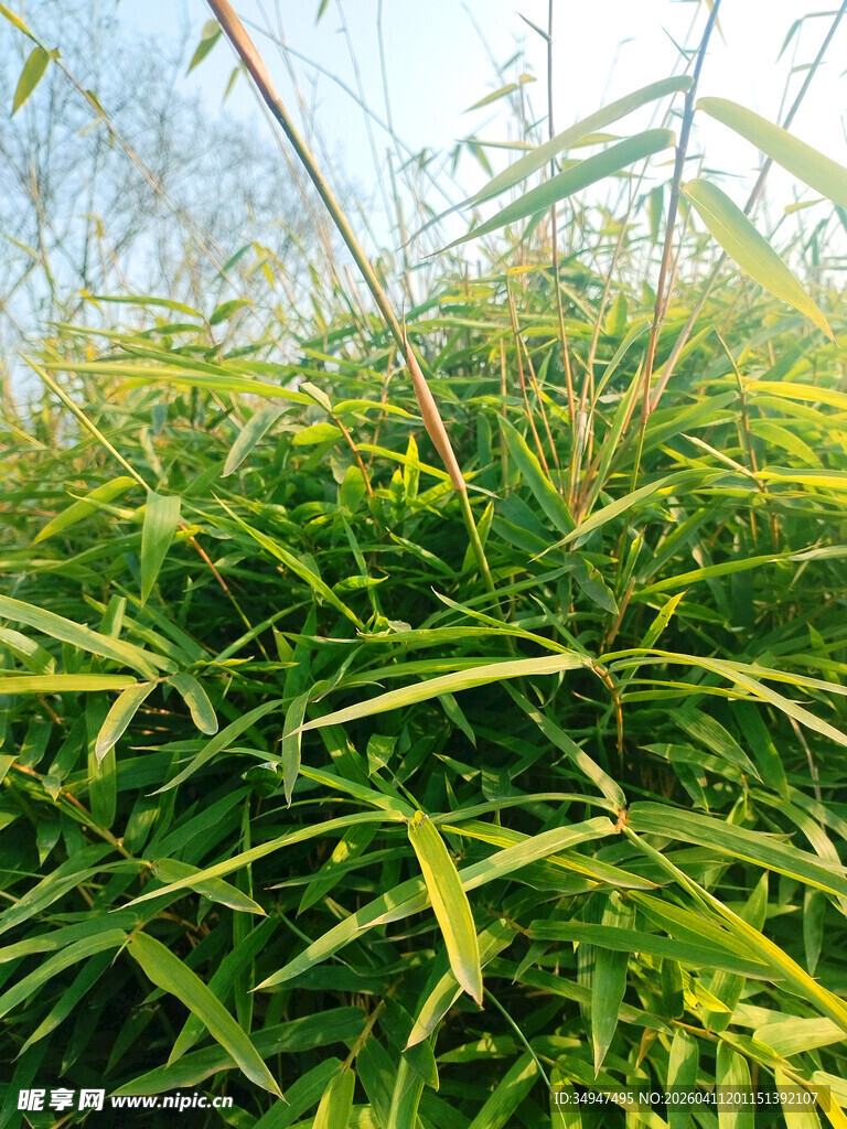 翠绿繁茂的户外丛植竹子