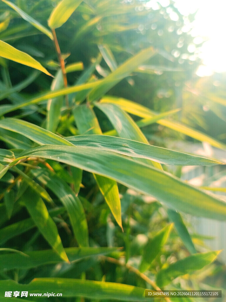 阳光下的翠绿竹叶