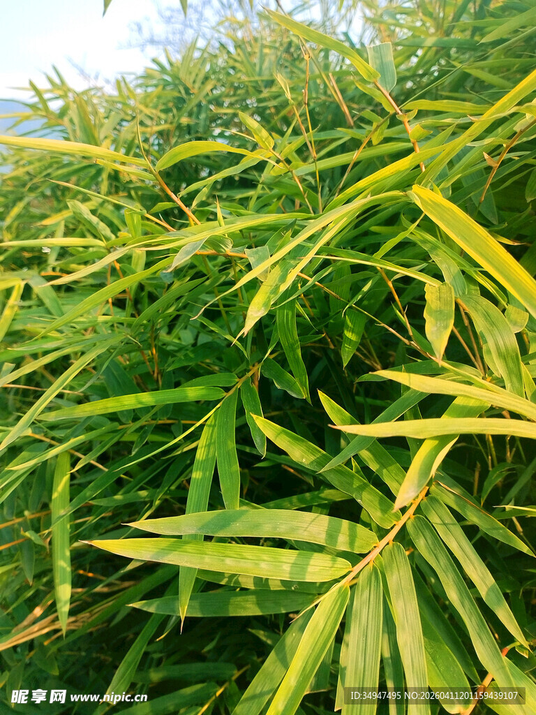 翠绿竹叶展现自然生机