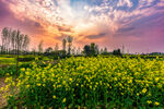 夕阳下的金黄油菜花田