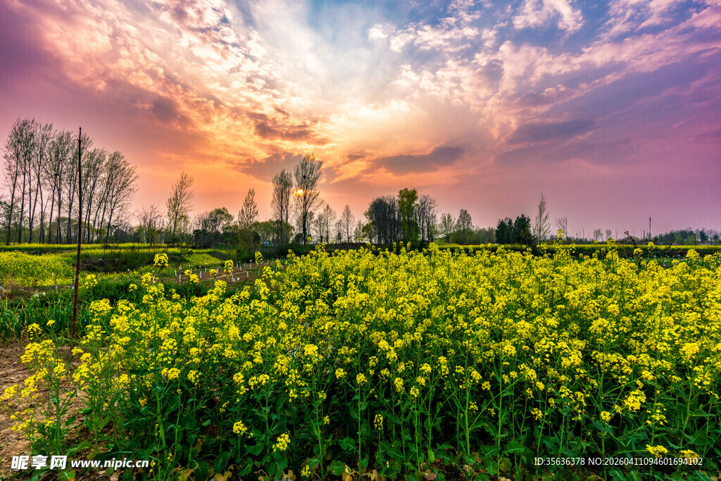 夕阳下的金黄油菜花田