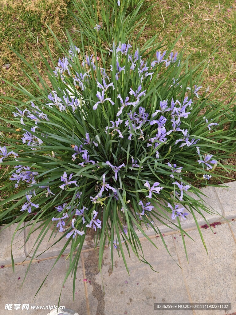 紫色小花植物特写