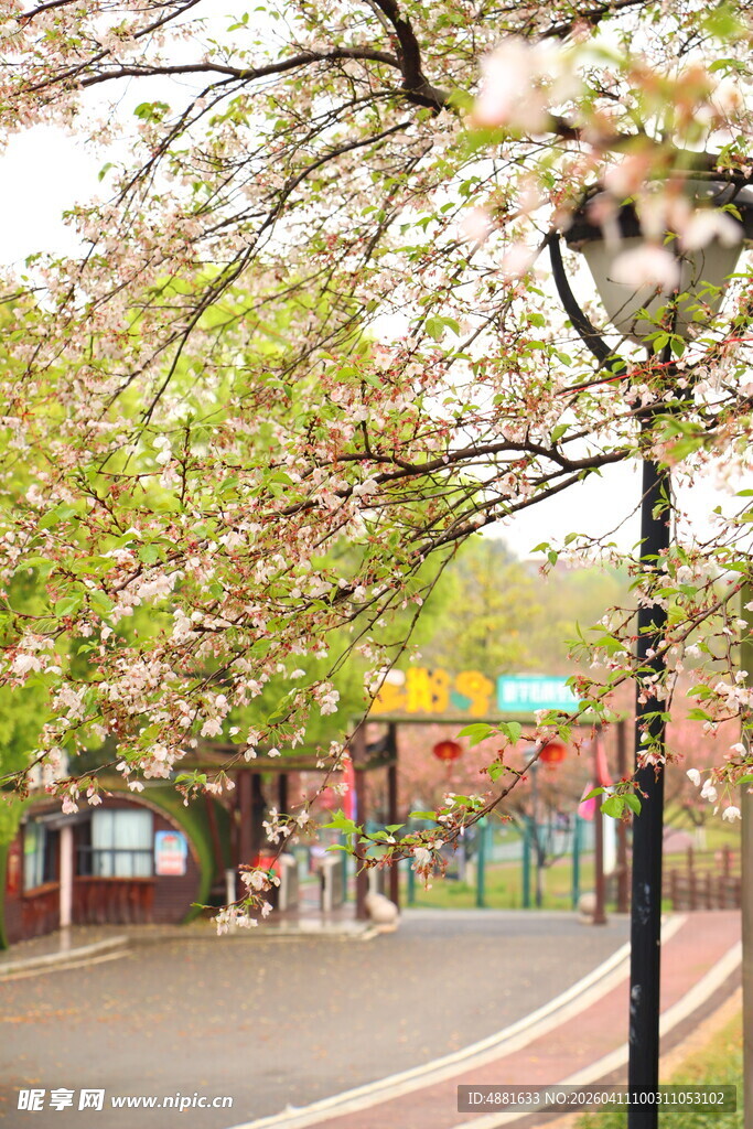 春日樱花下的街道美景