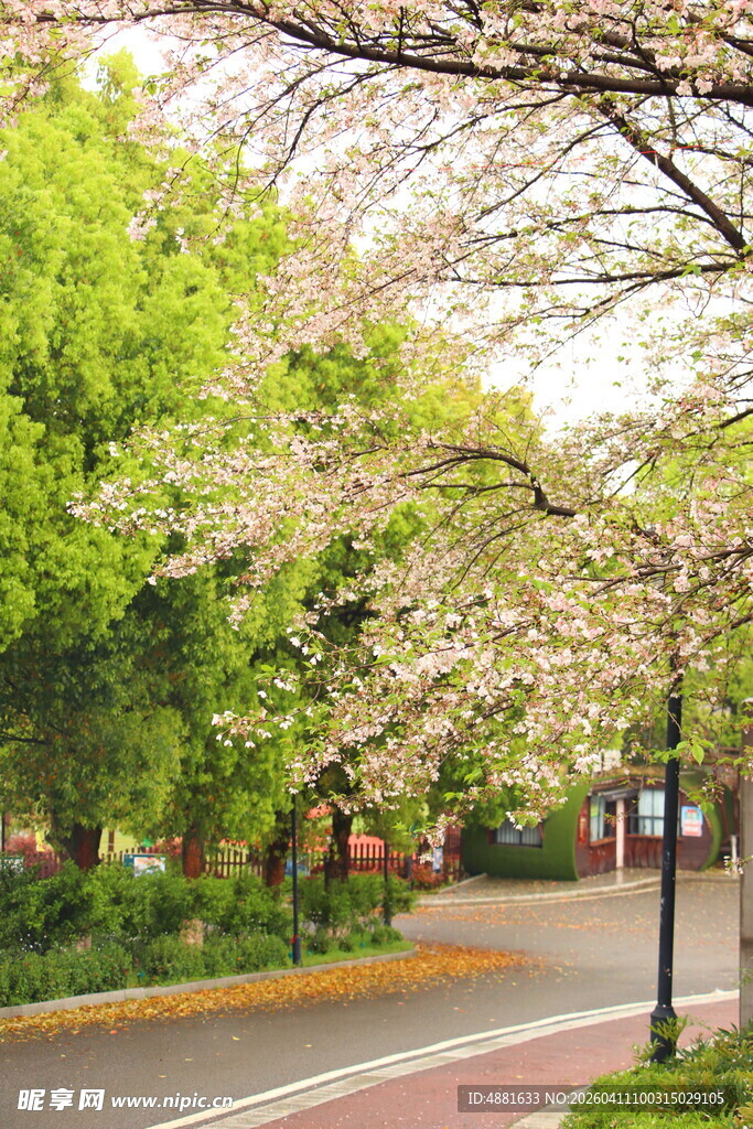 春日繁花下的宁静道路