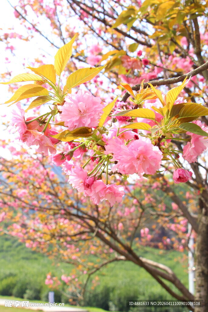春日烂漫樱花绽放枝头