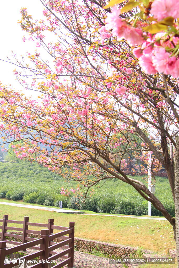 烂漫樱花春日好风光