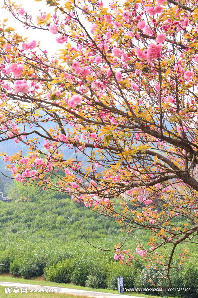 春日烂漫樱花枝头绽放