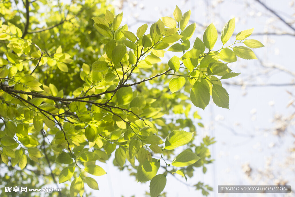 朴树枝叶
