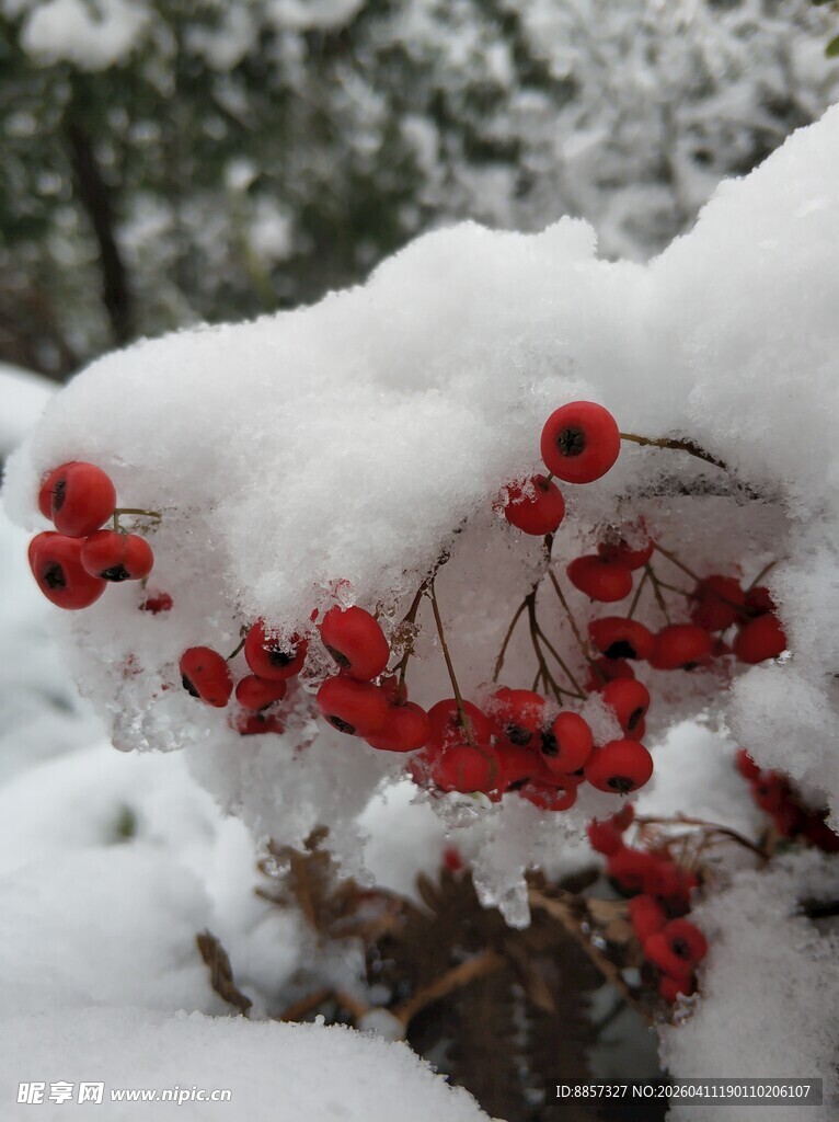 2001年的第一场雪 