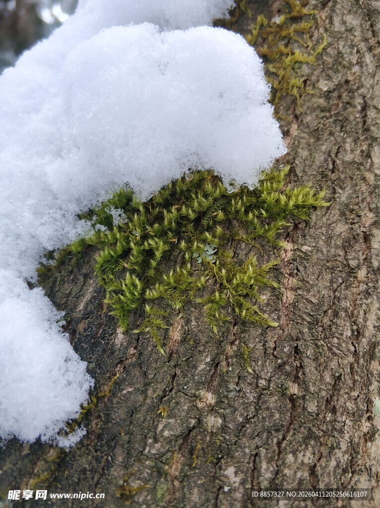 2021年的第一场雪