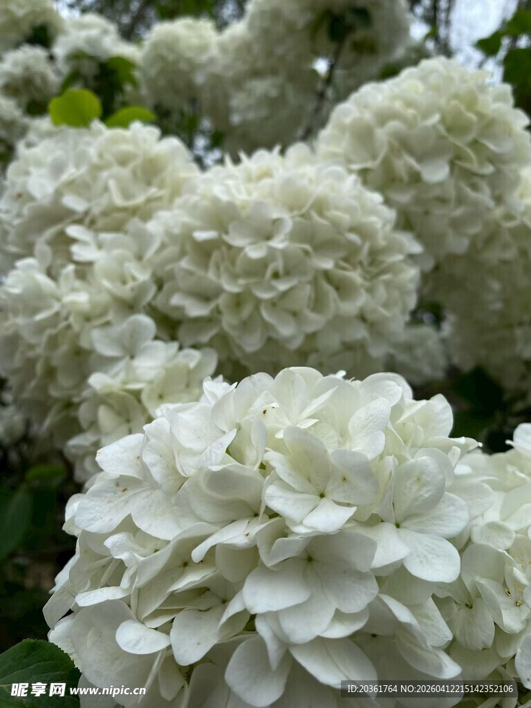 白色绣球花绽放