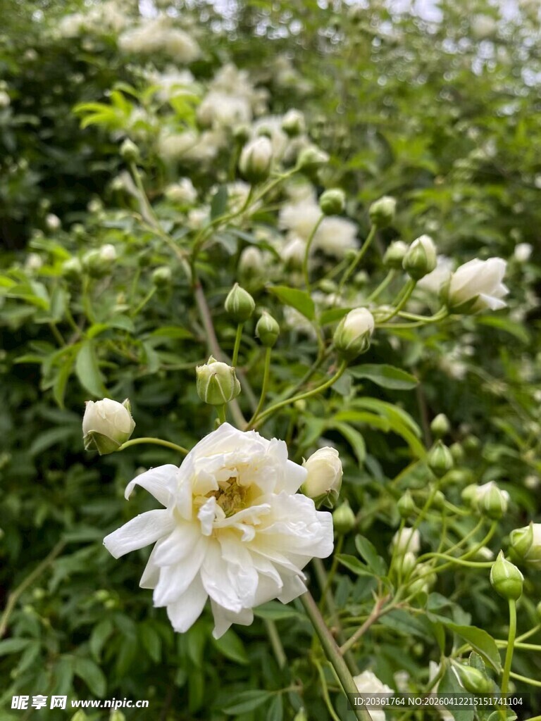 白色铁线莲花朵特写