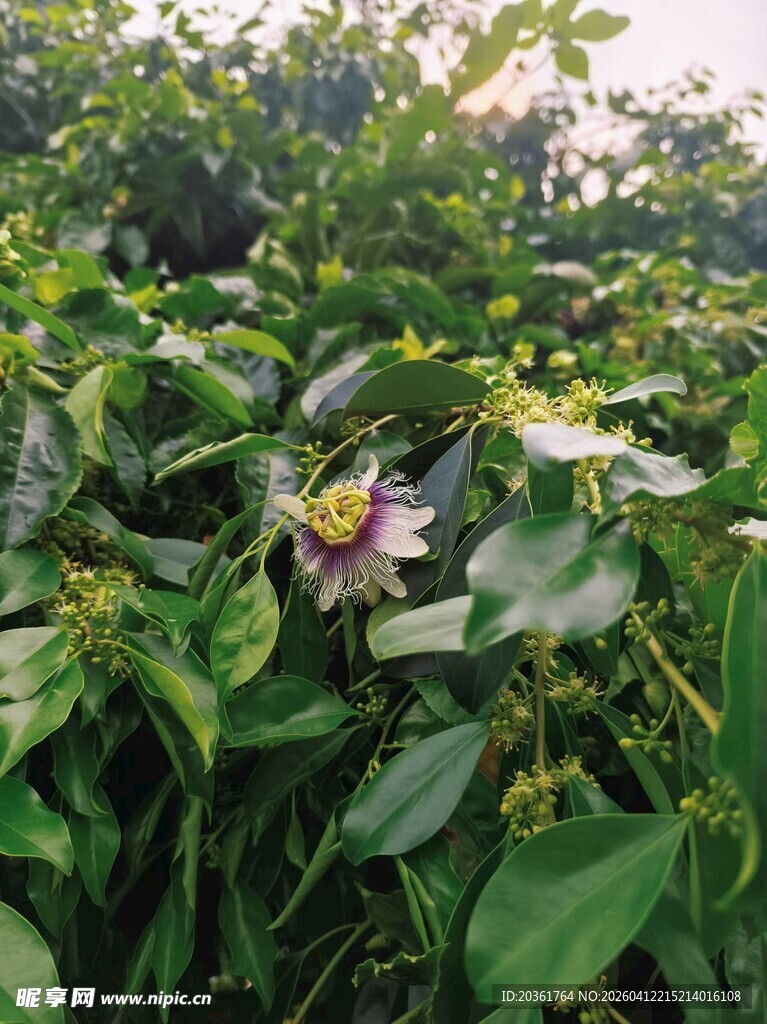 绿叶丛中的娇艳西番莲花