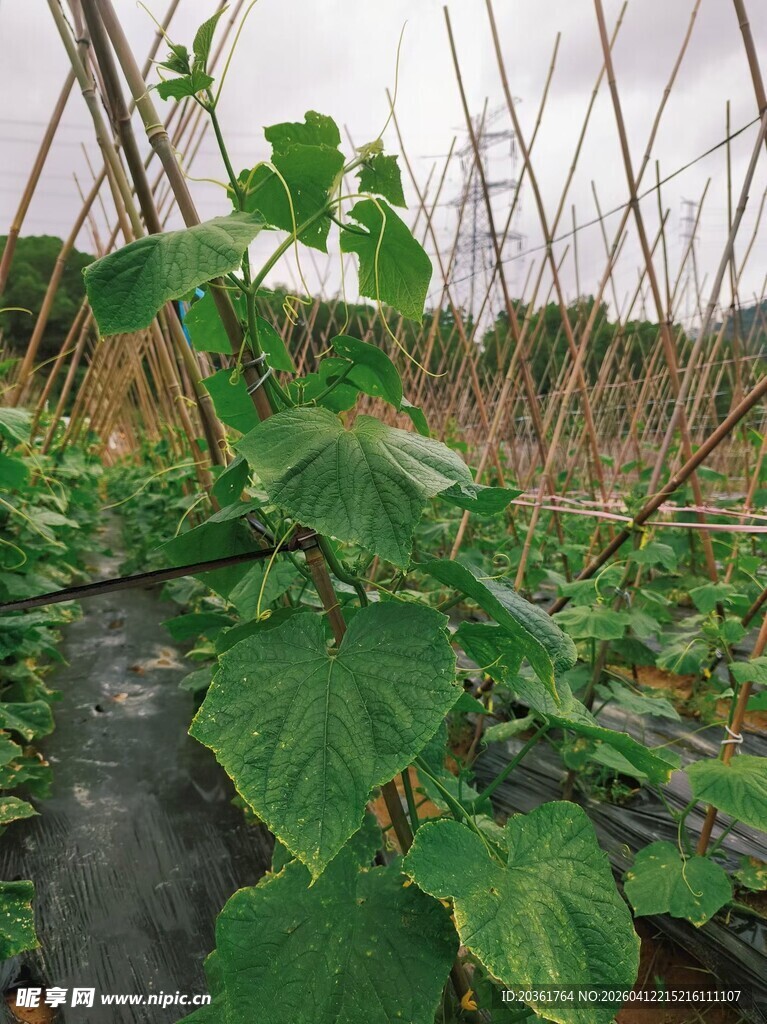 田间生长的嫩绿黄瓜植株