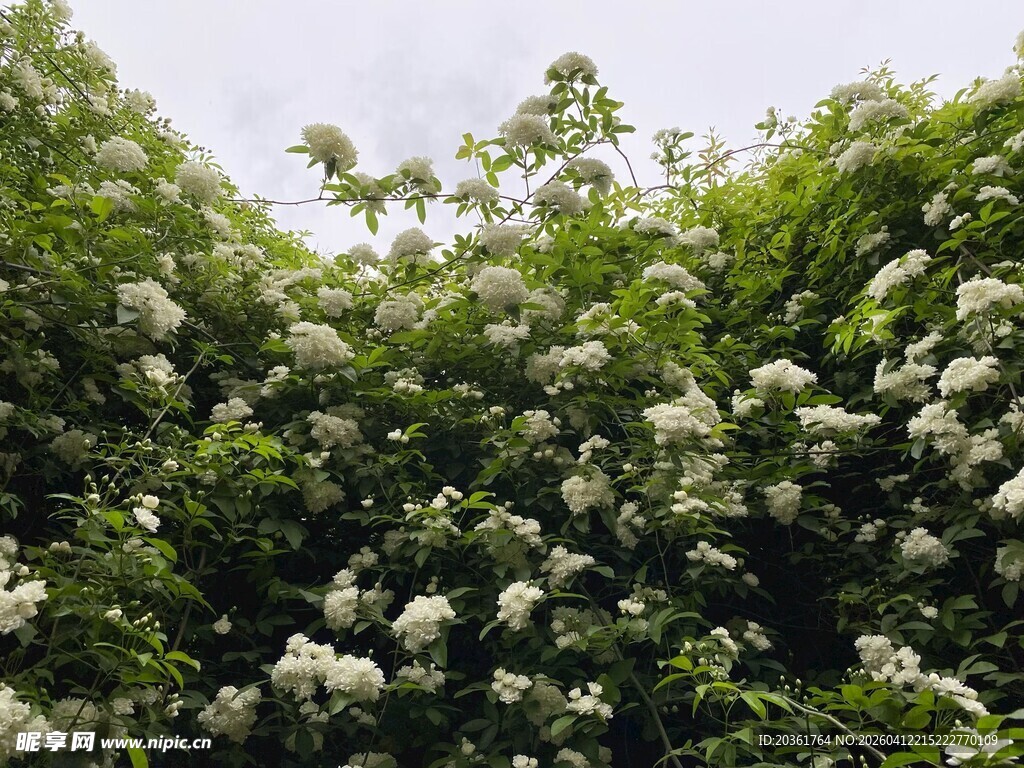 繁茂白花盛开的绿植景观