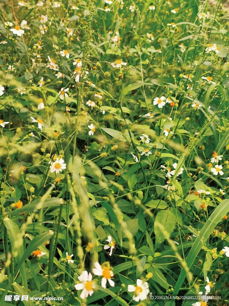 田野中的绿色花草景观