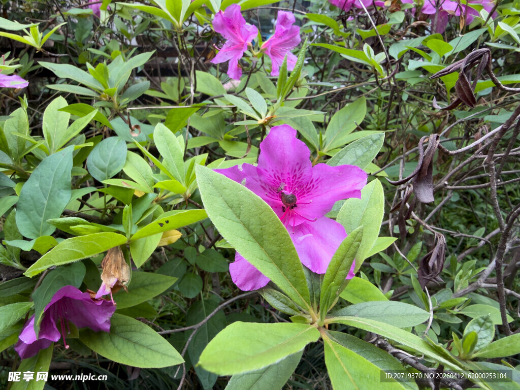 盛开的紫色杜鹃花