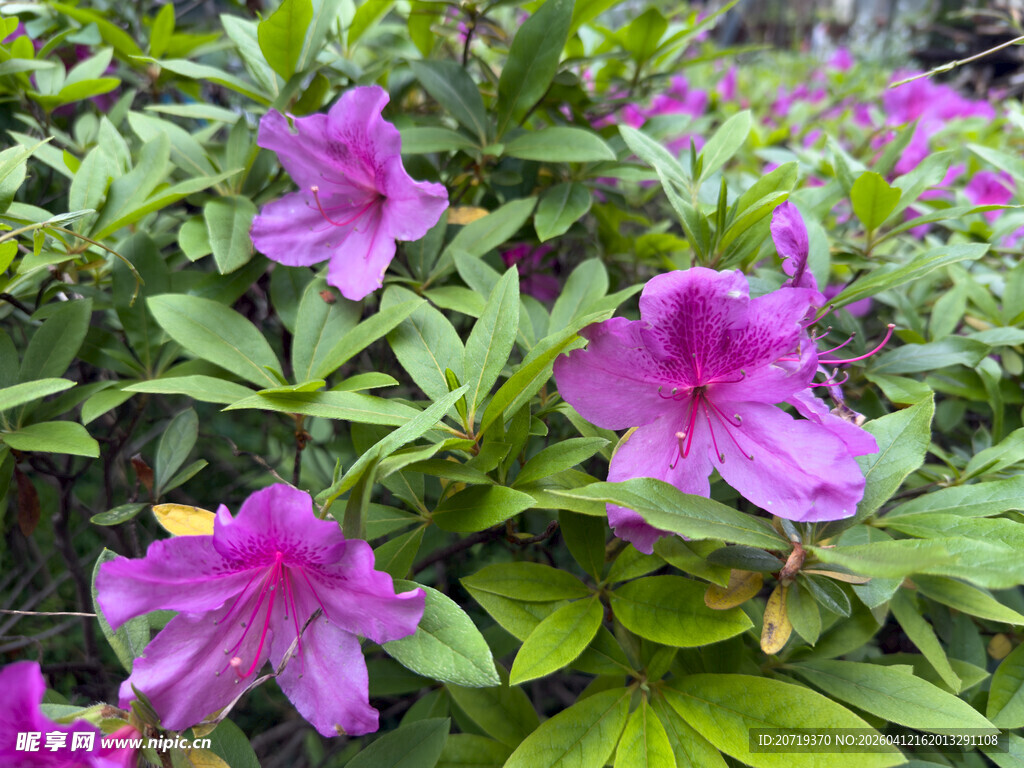 绽放的紫色杜鹃花