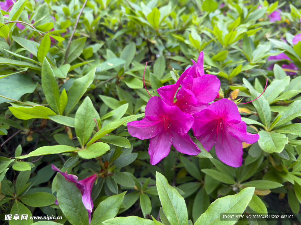 娇艳欲滴的紫色杜鹃花