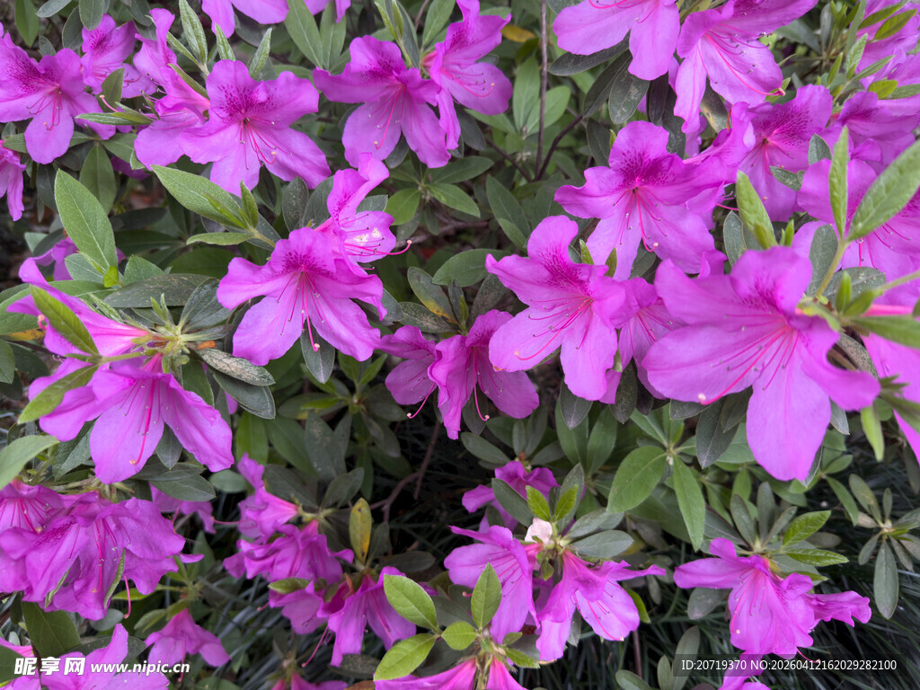 绽放的紫色杜鹃花