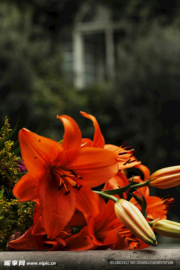 鲜艳橙百合绽放瞬间